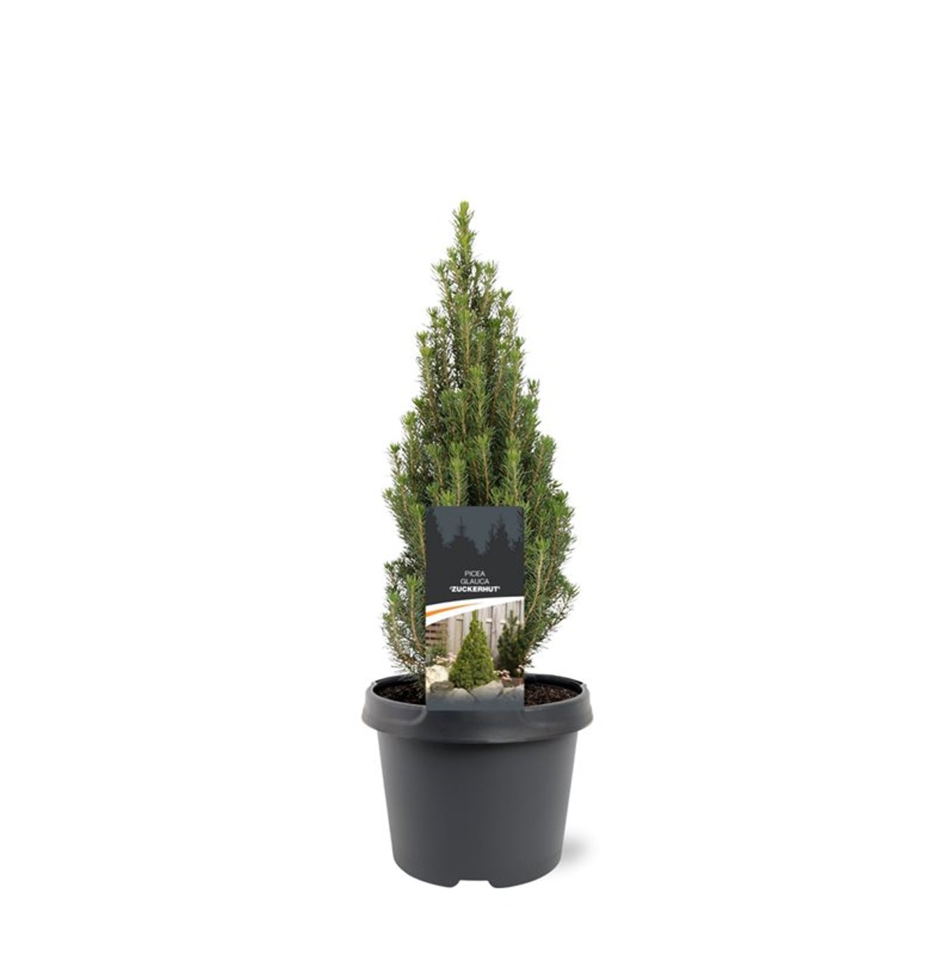 Picea gl. 'Zuckerhut' - C3 25-30 CM